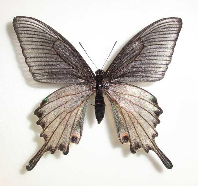 Papilio maackii (cold treatment aberration, hokkaido japan) (Internet Image property of respective owner, non-commercial use only)